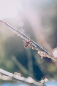 Branch, buds, backlight Branch, buds, backlight